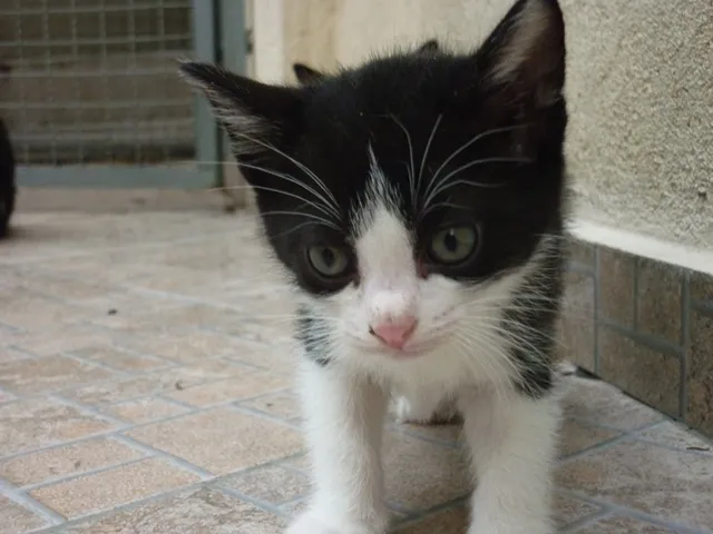 Gato ra a SRD idade 2 a 6 meses nome MANCHINHA