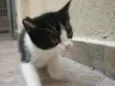 MANCHINHA