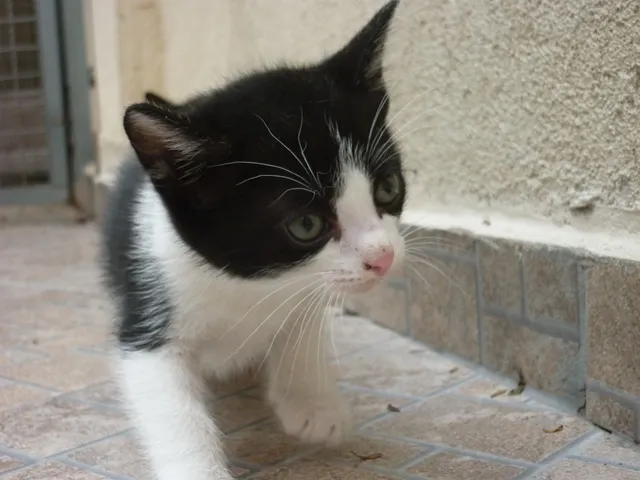 Gato ra a SRD idade 2 a 6 meses nome MANCHINHA