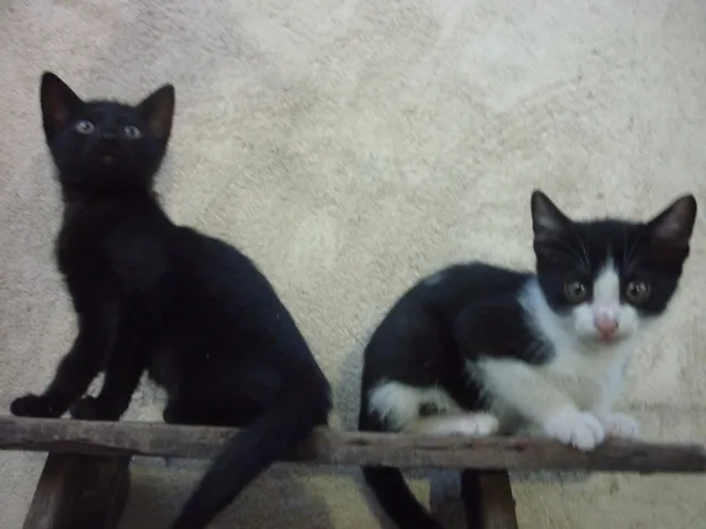 Gato ra a SRD idade 2 a 6 meses nome MANCHINHA