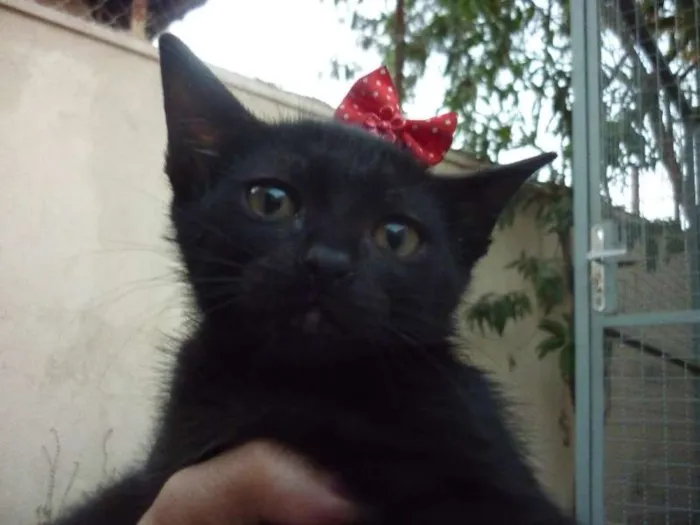 Gato ra a SRD idade 2 a 6 meses nome SABRINA