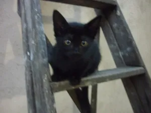 Gato raça SRD idade 2 a 6 meses nome SABRINA