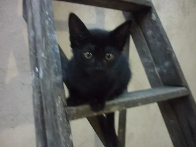 Gato ra a SRD idade 2 a 6 meses nome SABRINA
