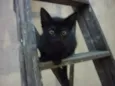 SABRINA