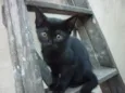 SABRINA