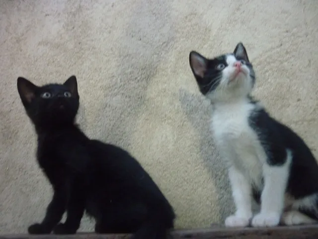 Gato ra a SRD idade 2 a 6 meses nome SABRINA