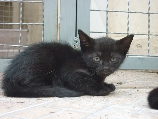 Gato ra a SRD idade 2 a 6 meses nome SABRINA