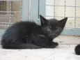 SABRINA