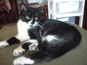 Gato raça SRD idade 2 a 6 meses nome ARNALDO