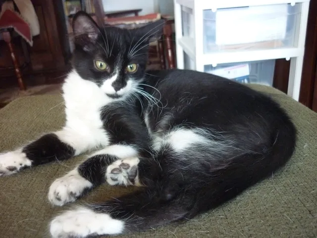 Gato ra a SRD idade 2 a 6 meses nome ARNALDO
