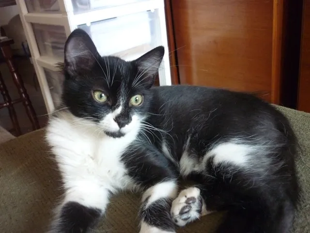 Gato ra a SRD idade 2 a 6 meses nome ARNALDO
