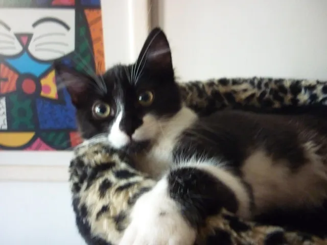 Gato ra a SRD idade 2 a 6 meses nome ARNALDO