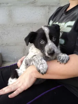 Cachorro raça SRD idade 2 a 6 meses nome Arwen
