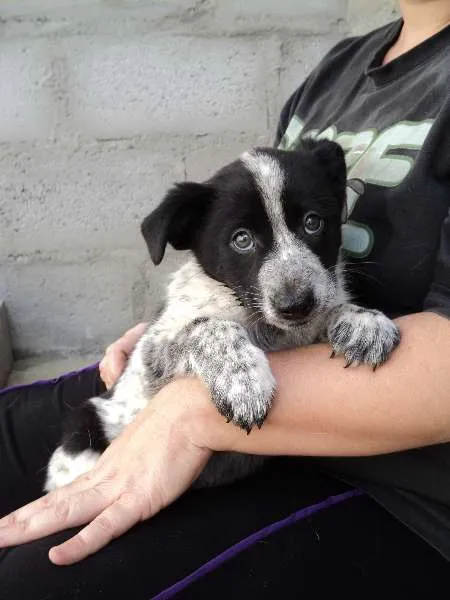 Cachorro ra a SRD idade 2 a 6 meses nome Arwen