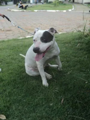 Cachorro raça Pit-Bull idade 2 anos nome Tandara