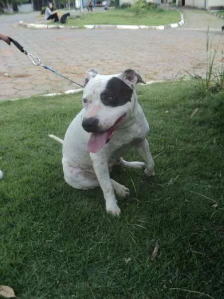 Cachorro ra a Pit-Bull idade 2 anos nome Tandara