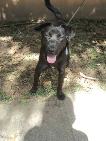 Cachorro ra a SRD idade 2 anos nome Xepo