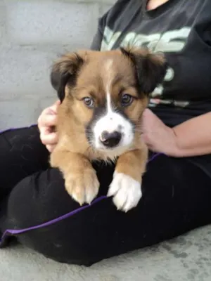 Cachorro raça SRD idade 2 a 6 meses nome Bilbo