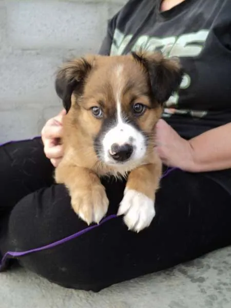 Cachorro ra a SRD idade 2 a 6 meses nome Bilbo