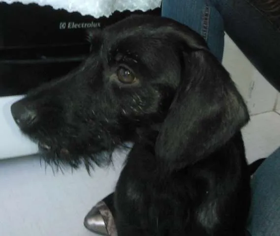 Cachorro ra a SRD idade 1 ano nome Bob
