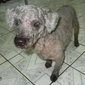 Cachorro raça Poodle idade 6 ou mais anos nome Denny