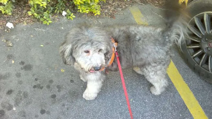 Cachorro ra a Poodle idade 2 anos nome Teddy