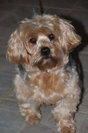 Cachorro raça Yorkshire idade 5 anos nome Mike