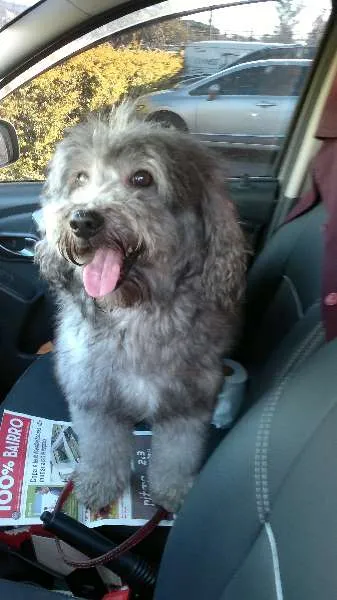 Cachorro ra a Poodle idade 2 anos nome Teddy