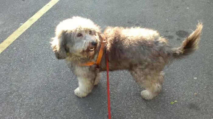 Cachorro ra a Poodle idade 2 anos nome Teddy
