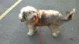 Teddy
