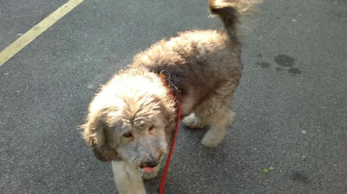 Cachorro ra a Poodle idade 2 anos nome Teddy