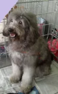 Teddy