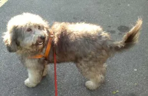 Cachorro raça Poodle idade 2 anos nome Teddy