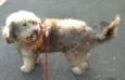Teddy