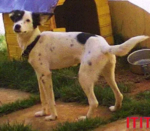 Cachorro raça Não definida idade 2 anos nome Totó e Titi
