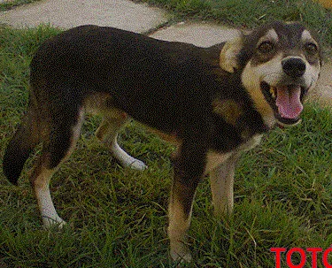 Cachorro ra a Não definida idade 2 anos nome Totó e Titi