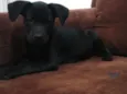 RANA