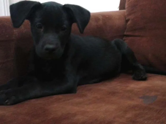 Cachorro ra a SRD idade 2 a 6 meses nome RANA