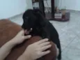 RANA