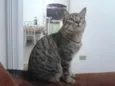 MERLIN