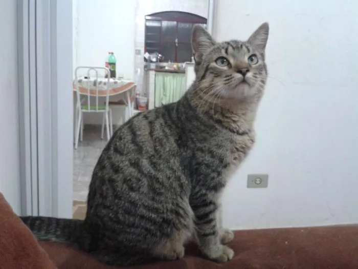Gato ra a SRD idade 2 a 6 meses nome MERLIN