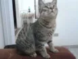 MERLIN