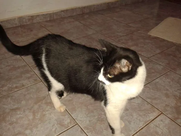 Gato ra a SRD idade 3 anos nome CHICA