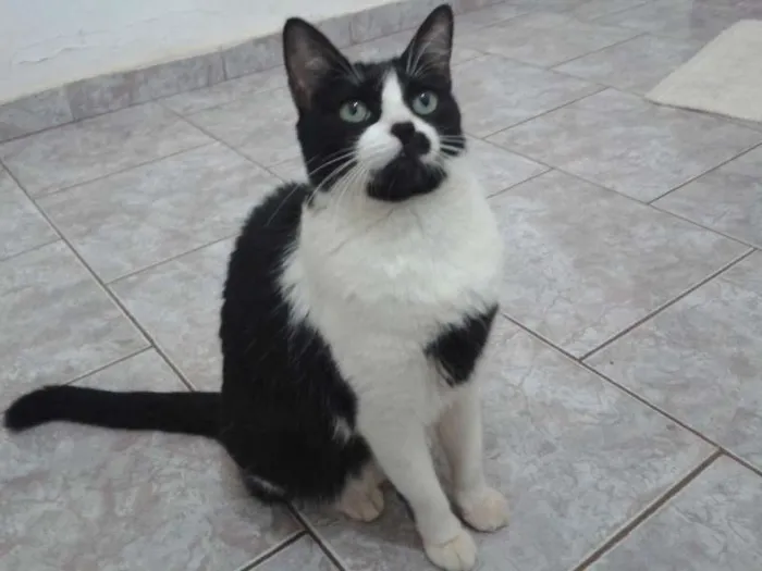 Gato ra a SRD idade 3 anos nome CHICA