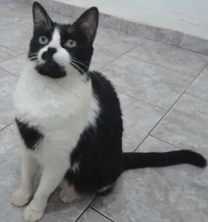 Gato raça SRD idade 3 anos nome CHICA