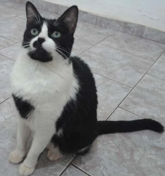 Gato ra a SRD idade 3 anos nome CHICA