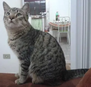 Gato raça SRD idade 2 a 6 meses nome MERLIN