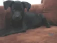 RANA