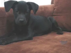 Cachorro raça SRD idade 2 a 6 meses nome RANA