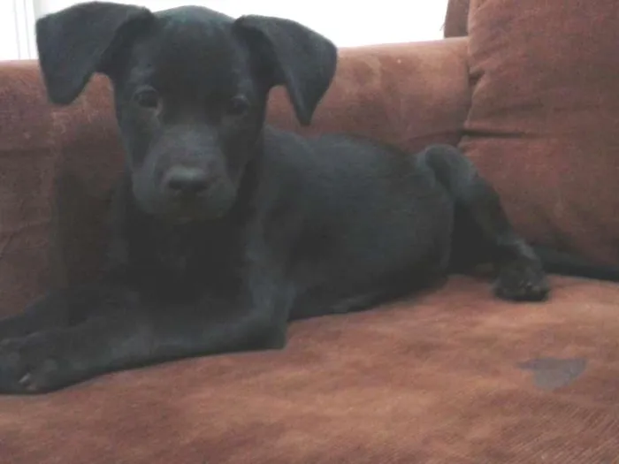 Cachorro ra a SRD idade 2 a 6 meses nome RANA